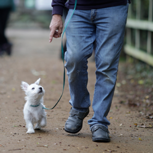 Dog on lease being given instruction by owner